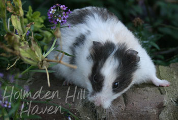 Wisconsin Treasure- Black Tortoiseshell and White (Dominant Spot) Longhaired